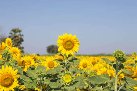 Sunflower in the garden outdoors.の写真素材