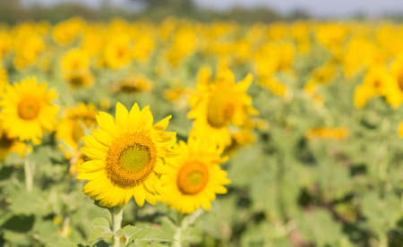Sunflower in the garden outdoors.の写真素材