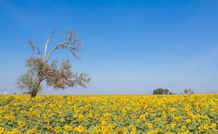 Dry tree in the garden outdoors.の写真素材