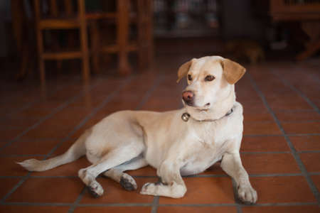 Dog was lying on the tile floor in the house.