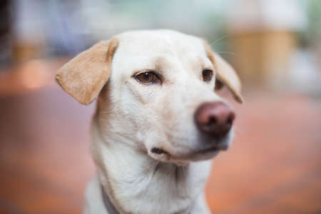 Dog was lying on the tile floor in the house.の写真素材