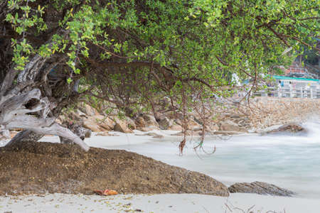 Tree on the beach on the island.の写真素材