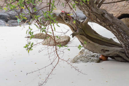 Tree on the beach on the island.の写真素材
