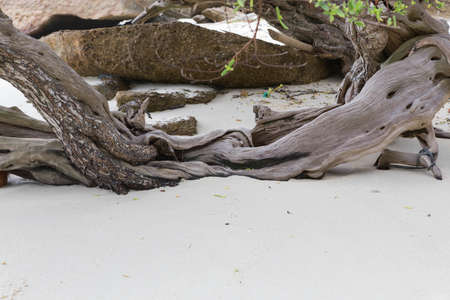 Tree on the beach on the island.