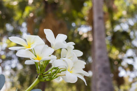 Plumeria flower in the garden outdoor.の写真素材