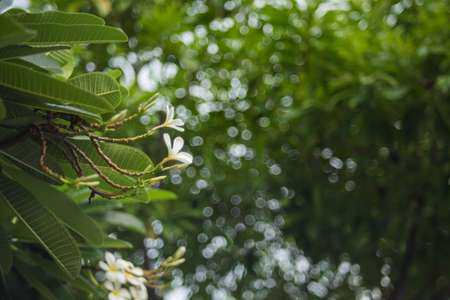 Plumeria in the garden outdoor.の写真素材