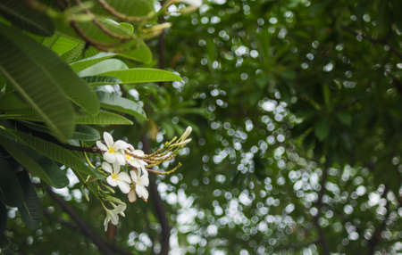 Plumeria in the garden outdoor.の写真素材