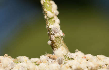 Mealybugs are holding on the branches.の写真素材