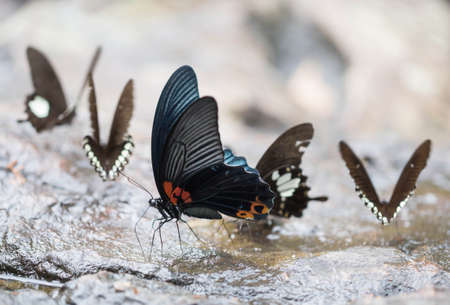 Butterflies eating food on rocks.の写真素材