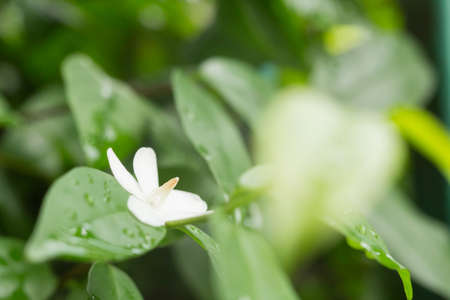 Wild Water Plum on leaves.の写真素材