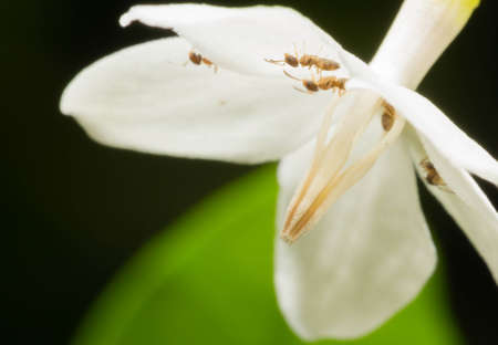 Ants are walking find nectar in flowers.の写真素材