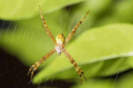 Spider spin a web on a tree.