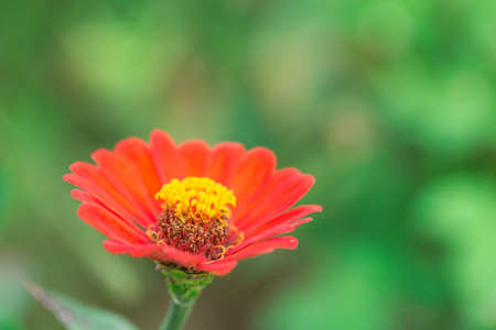 Orange zinnia in the garden.の写真素材