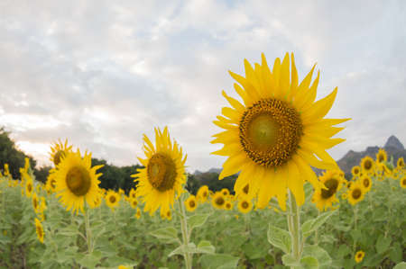 Sunflower field in fisheye view.の写真素材