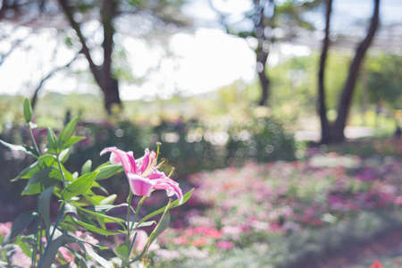 Pink lilly in the garden.の写真素材