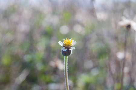 Flowers in the meadow outdoor.