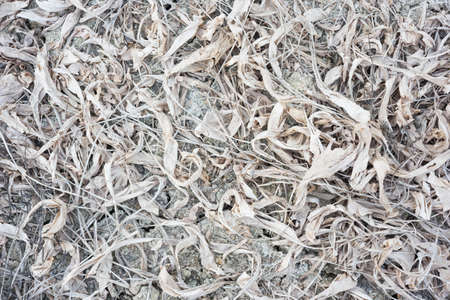 Dry fingerroot tree in farm.の写真素材