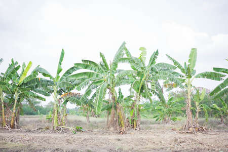 Banana trees in the outdoor farm.の写真素材