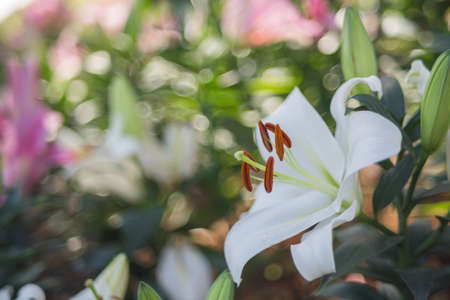 White lilly in the garden.の写真素材