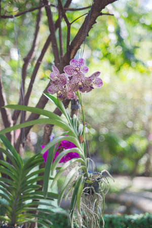 White orchid in the garden.