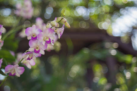White orchid in the garden.の写真素材