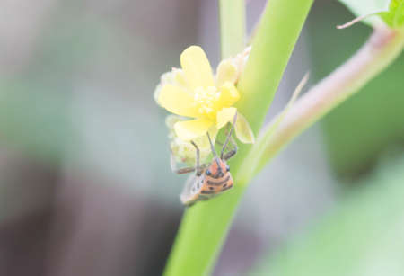 Bug is eating on yellow flower.の写真素材