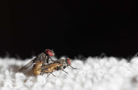 The flies are mating on a towel.
