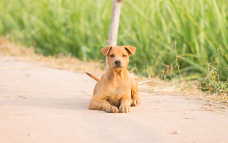 Dog is sleeping on the street.の写真素材