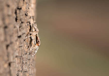 A spider on the wooden old.