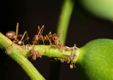 Red ants walking on mangoes.の写真素材