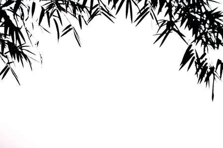 Silhouette bamboo leaves on a white background.の写真素材