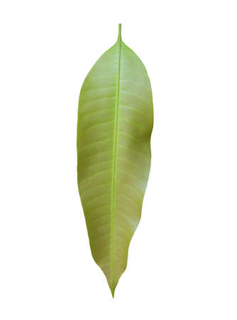 Mango leaves on a white background.の写真素材