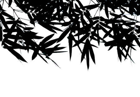 Silhouette bamboo leaves on a white background.の写真素材