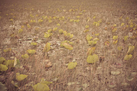 Lotus leaf vintage in the swamp.の写真素材
