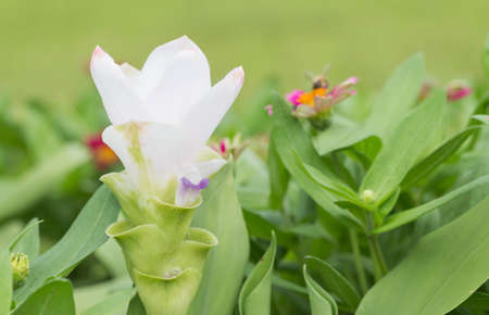 Siam Tulip white on the garden.