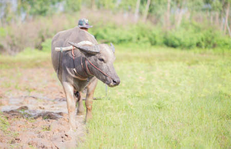 Thai farmers are using buffalo to plow.の写真素材