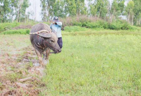 Thai farmers are using buffalo to plow.の写真素材