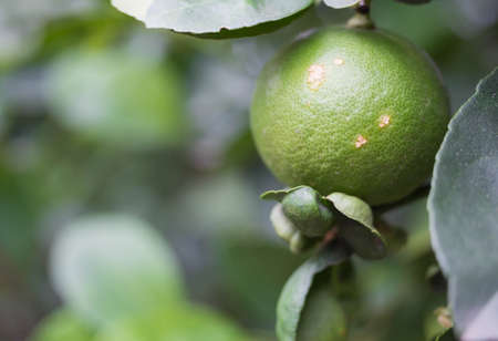 Lemon on the tree in the garden.
