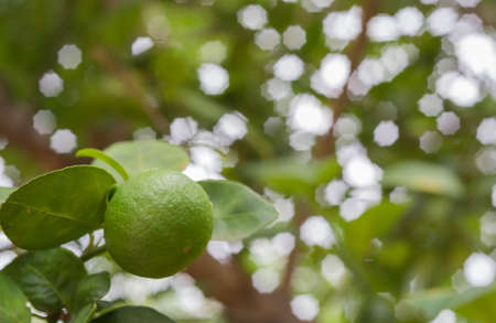 Lemon on the tree in the garden.の写真素材