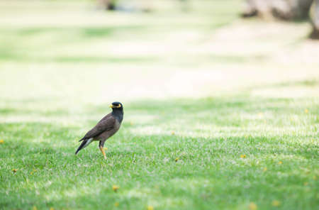 Hill Myna standing on the lawn.の写真素材
