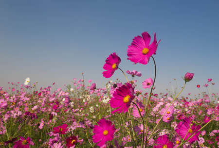 Pink cosmos flowers in the garden.の写真素材