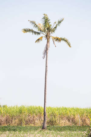 Coconut tree on the farm .の写真素材