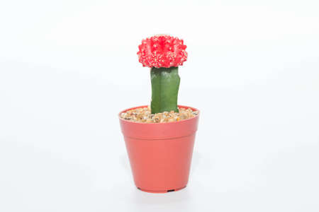 Cactus on a white background.の写真素材