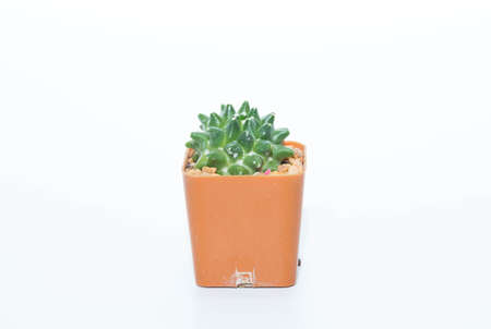 Cactus on a white background.の写真素材