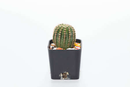 Cactus on a white background.の写真素材