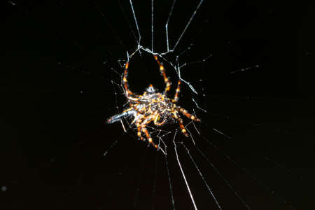 The spider is holding on the web.の写真素材