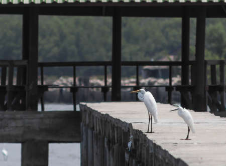 The egret was standing on the aisle.の写真素材