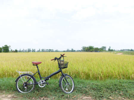 A bicycle parked beside a rice field.