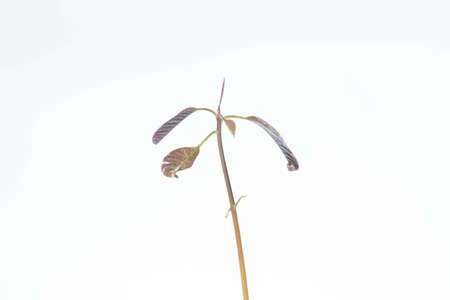 Mango tree on a white background.の写真素材