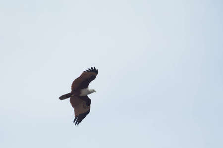 Brahminy Kite flying in the sky.